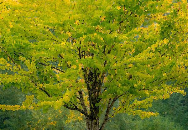 Gulin, Sylvia 아티스트의 USA-Washington State-Bellevue Ginkgo Tree in Autumn colors작품입니다.